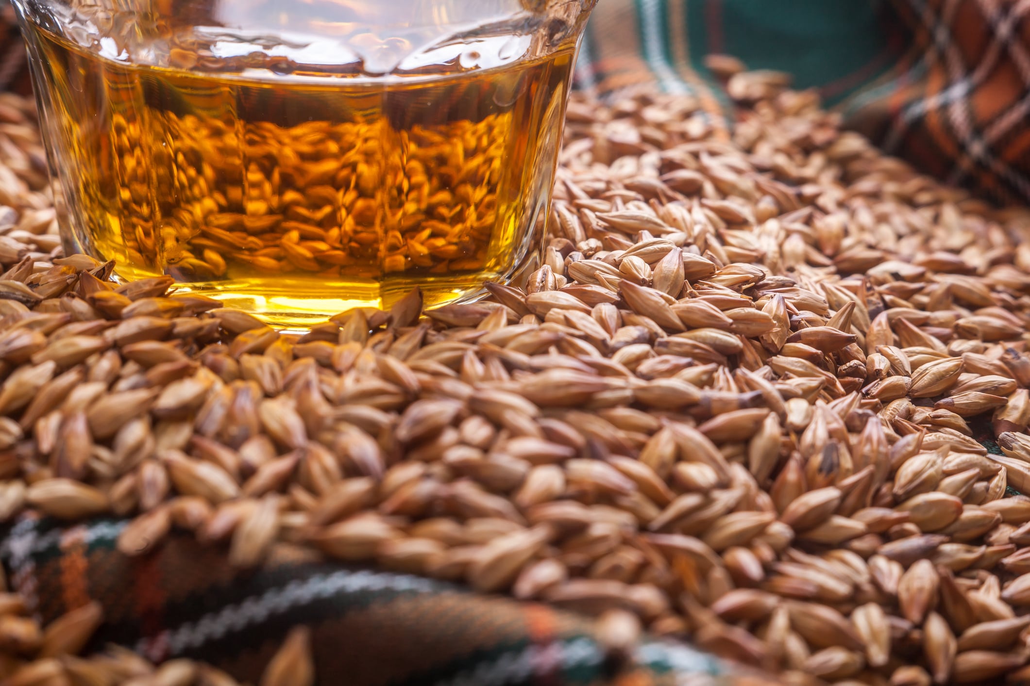 Making whisky future-proof: Scientists identify drought resistant gene in barley
