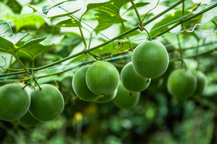 monk-fruit-luo-han-guo-Creditcarl99.jpg