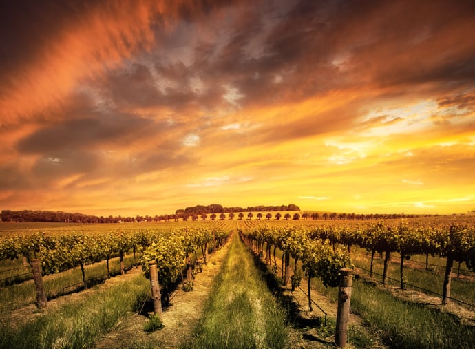 Grape and grain but never the twain when stubble fires contaminate vineyards