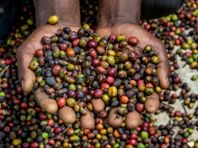 Grains of ripe coffee in the handbreadths of a person. East Africa. Coffee plantation. An excellent illustration.