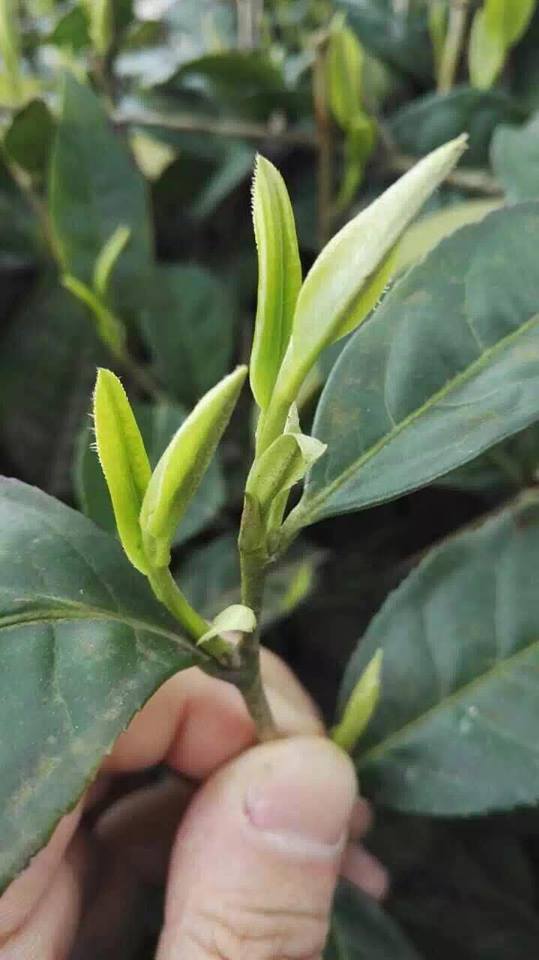 Qinba-Wuhao-Bud.jpg