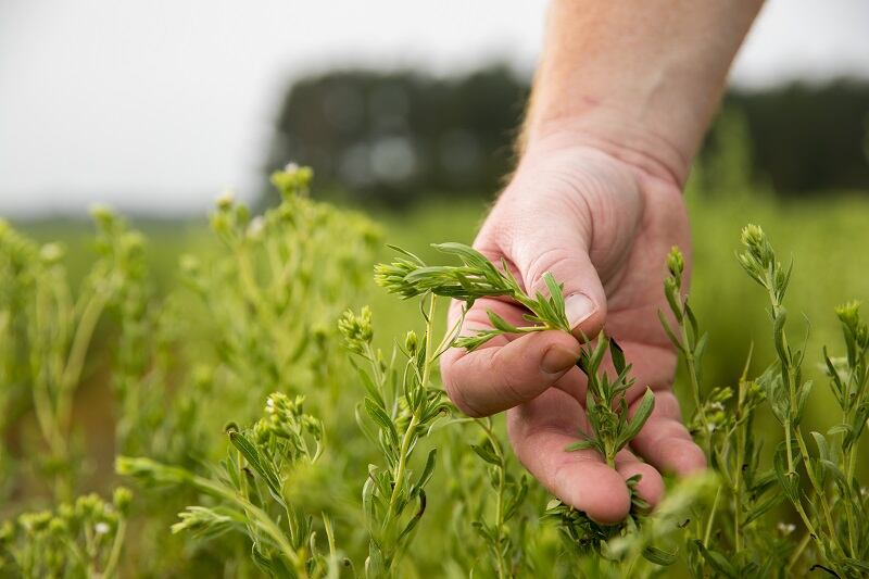 ‘There is tremendous potential to grow the stevia market in Europe following these approvals’: PureCircle’s bio-converted range gets EFSA safety nod