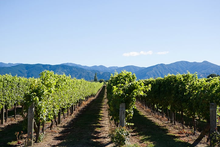 Five key opportunities to reduce greenhouse gas emissions in the wine industry