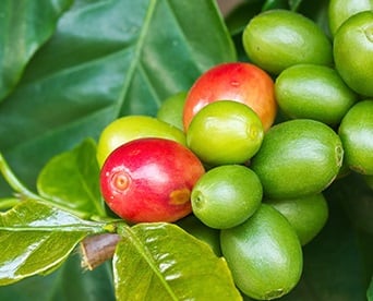 Nespresso-Cuba-feed.jpg