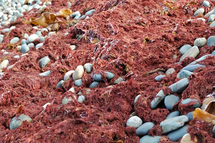 Red-seaweed-C-Getty-Images-Stephen-Barnes.jpg