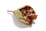 baobab-istock-anthony-hall.jpg
