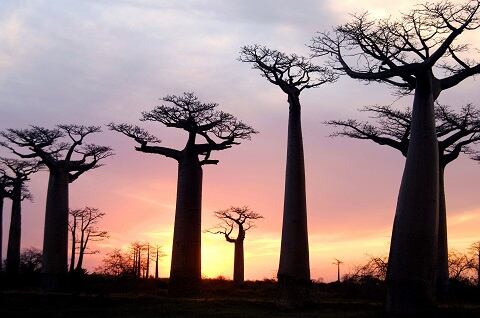 Baobab-Trees-at-Sunset_300dpi.jpg