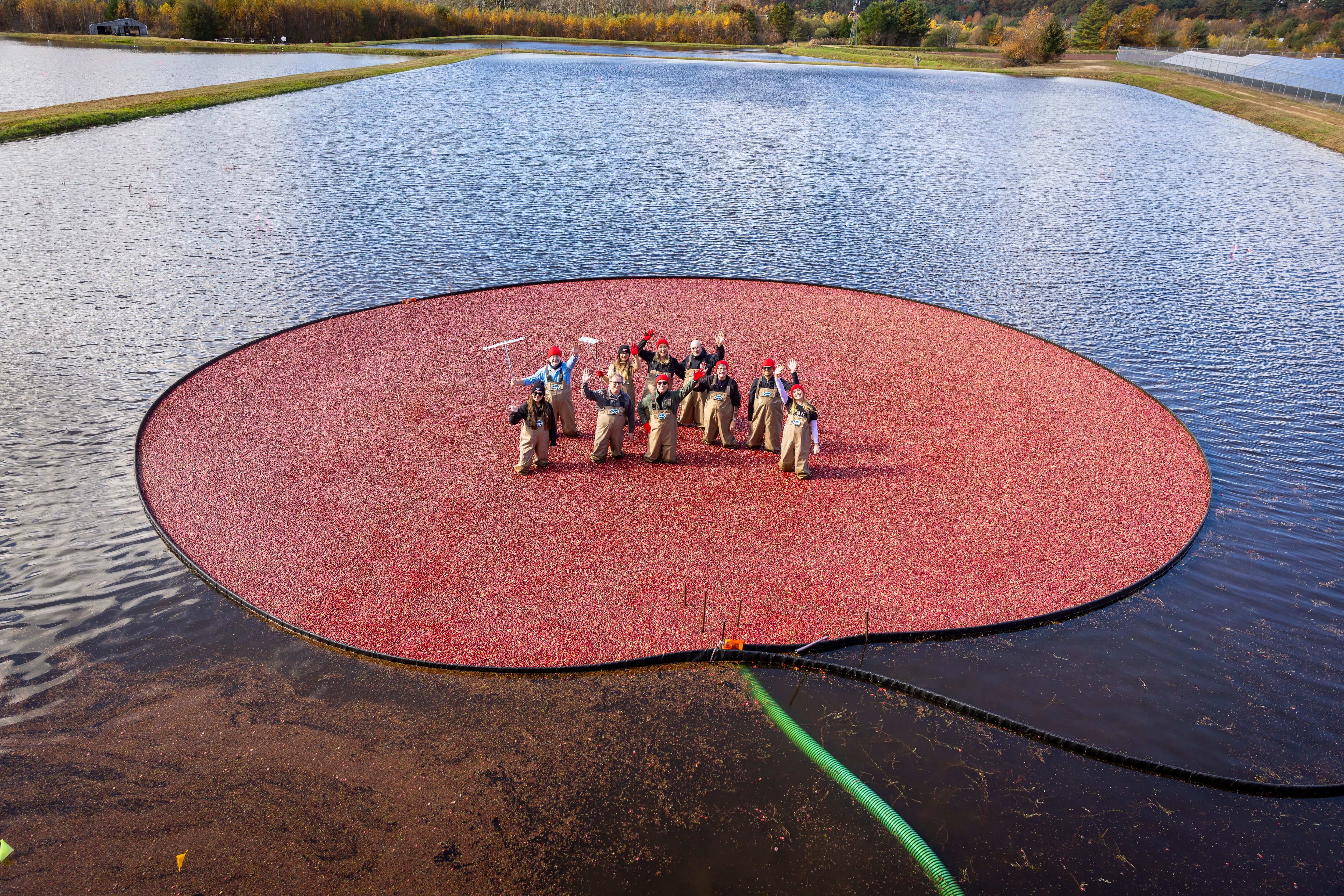 The method of wet harvesting, or flooding farmland in bogs, had only been in use since 1960.