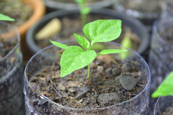 bio-plastics-getty-wayrayoo.jpg