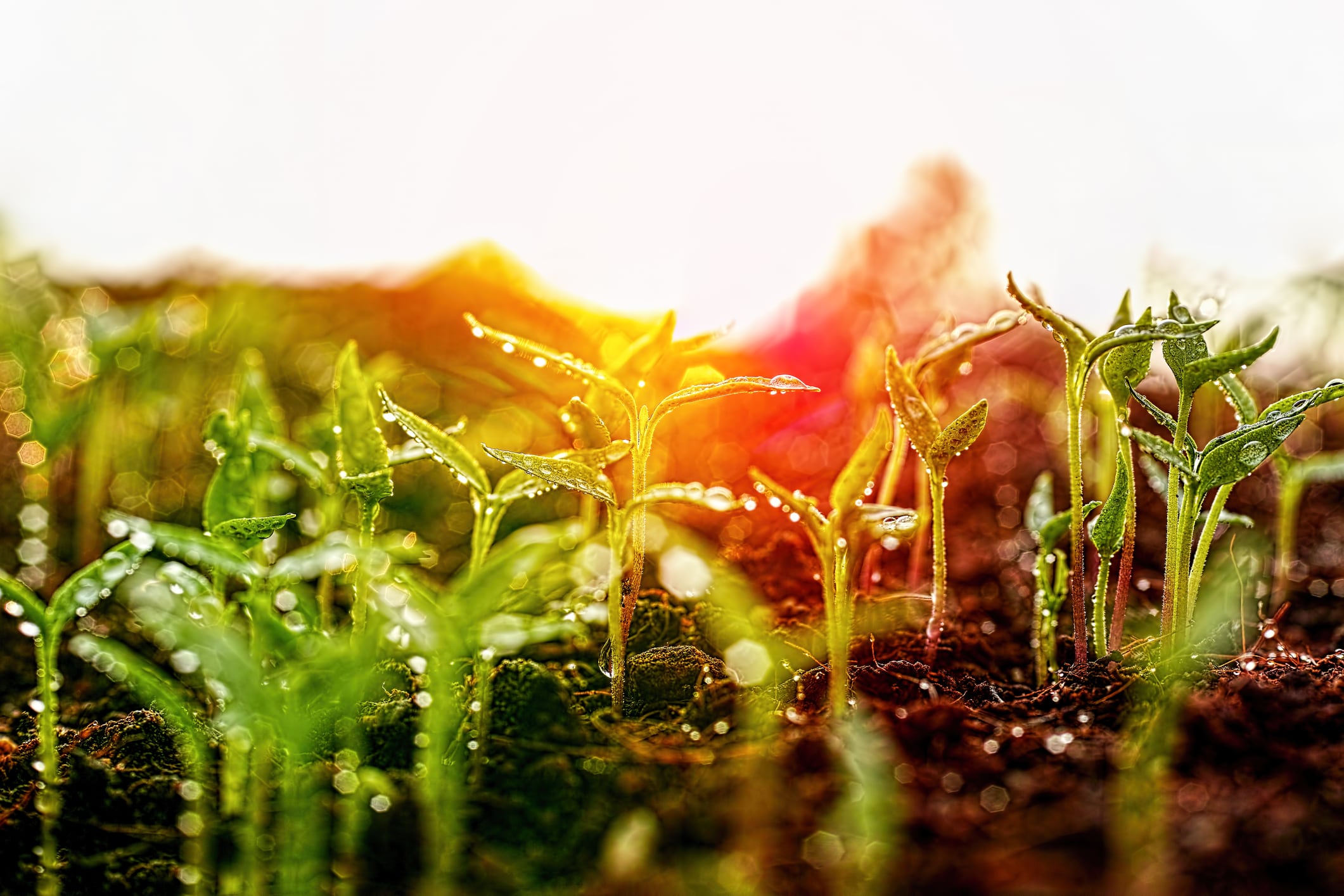 Horizontal image of healthy green young wet vegetable seedlings having just germinated and rising out of the soil against a warm natural lit sunrise causing strong back lighting with abstract lens flare and colours, very shallow depth of field with good copy space in the high key sky.