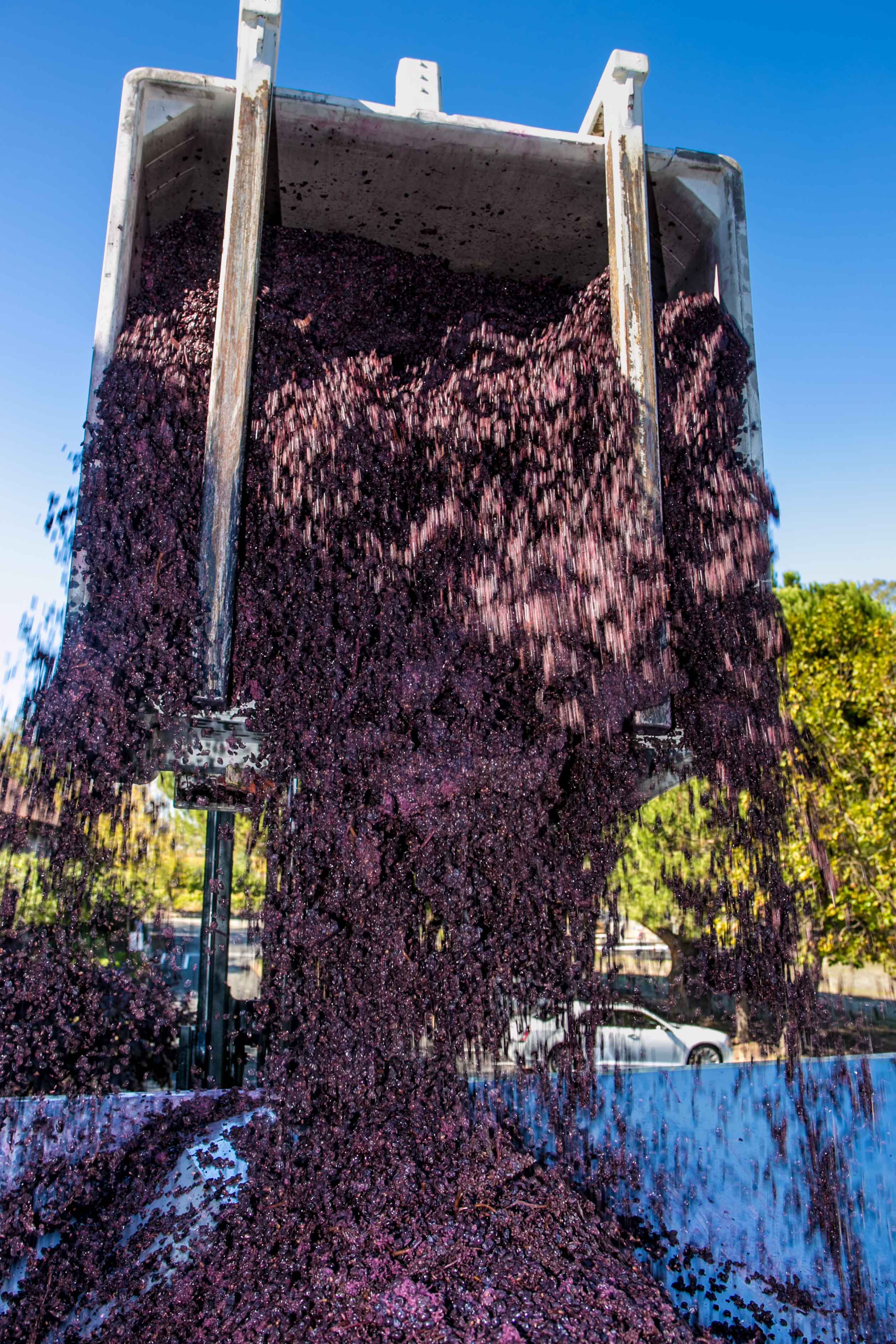 california-wine-grape-crush-inset.jpg
