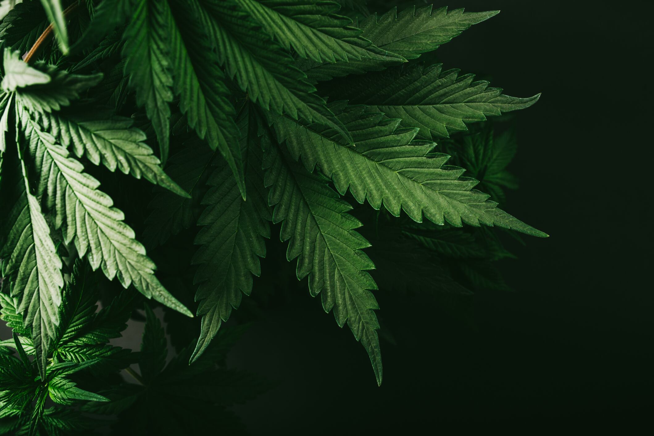 Canadian cannabis beverage group calls for changes to proposed regulations