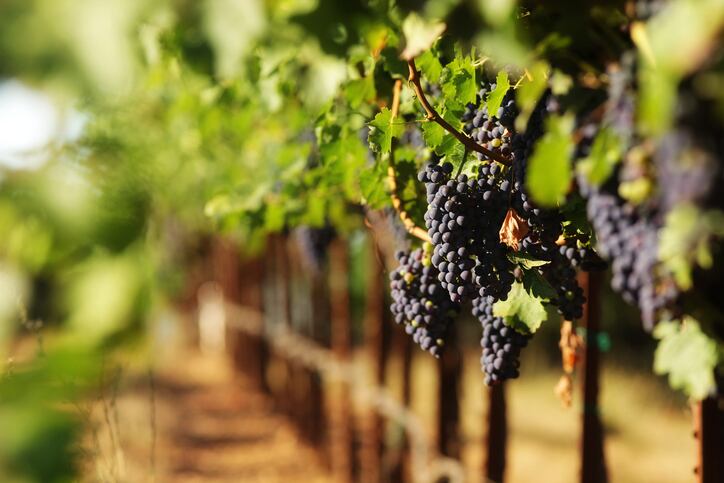 ‘Outstanding quality’ for 2021 California harvest, say winemakers