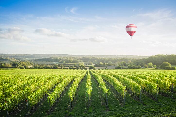 Global wine production: Northern hemisphere countries suffer while southern hemisphere winemakers thrive