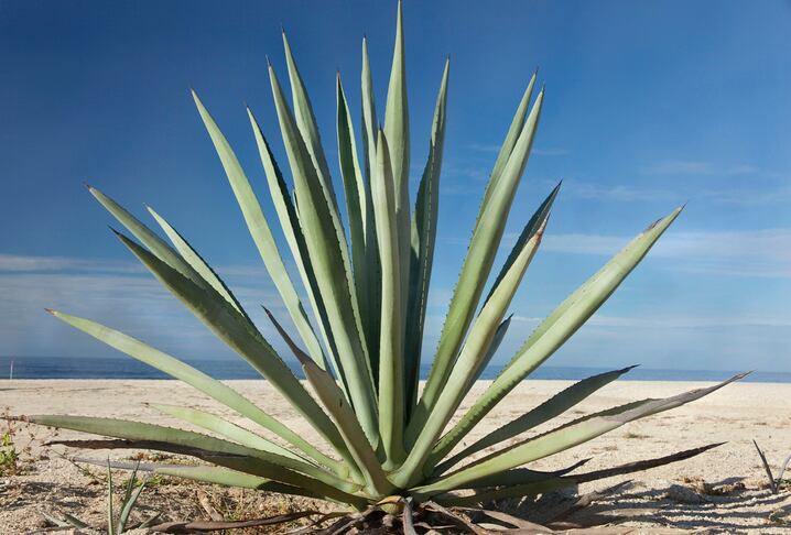 What's next for tequila?