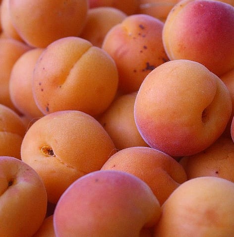 apricots.png