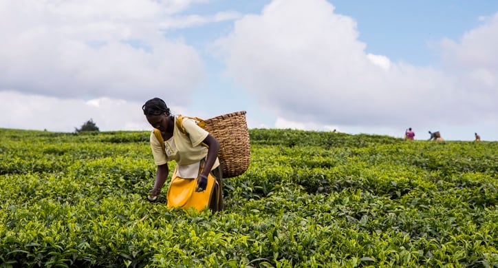 Tea plantations