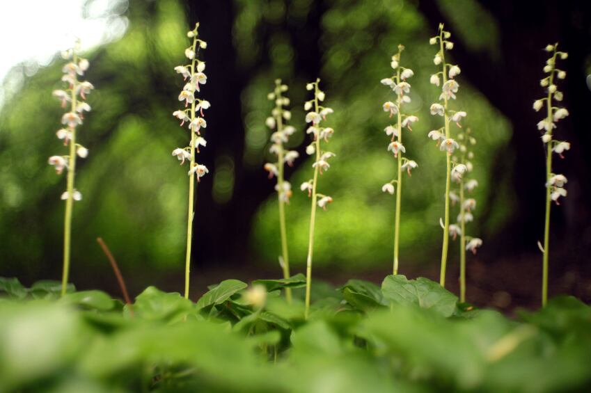 sustainability-organic-growth-green-environment.jpg