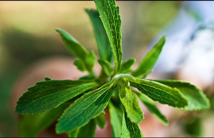 Truvia-stevia-leaf-cargill.jpg