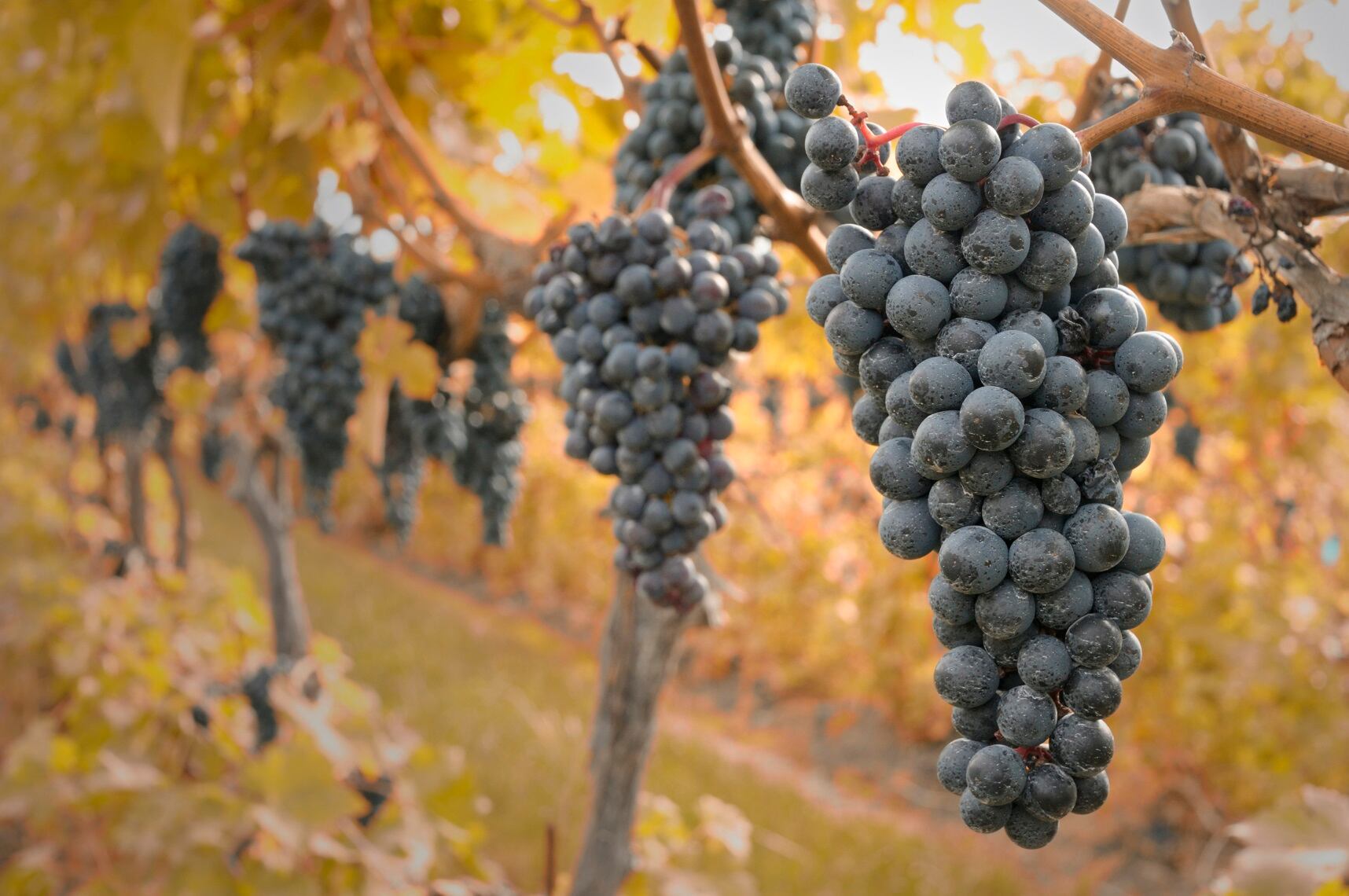 Climate-impacts-set-to-continue-to-affect-US-wine-industry-in-2022.jpg