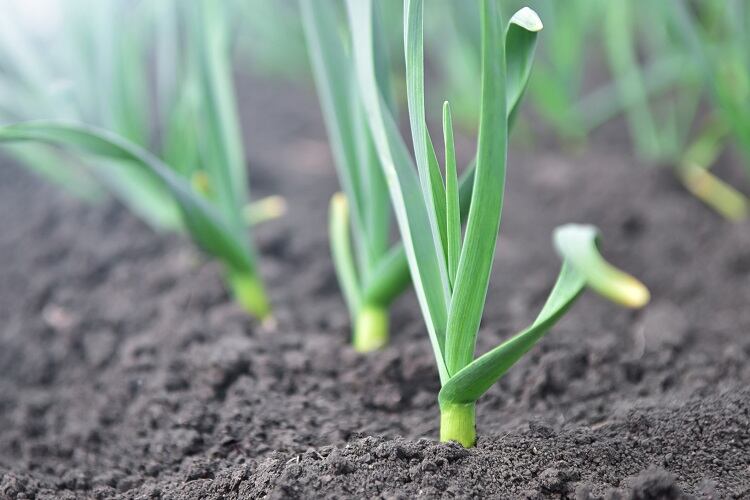garlic-Ligrenok.jpg