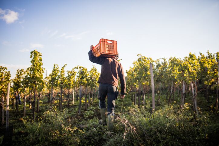 How-can-the-wine-industry-tackle-staff-shortages.jpg