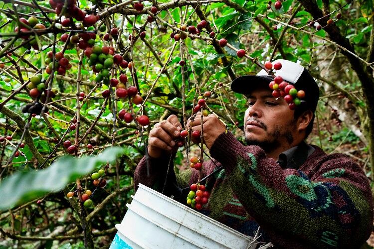 coffee-mexico-grandriver.jpg
