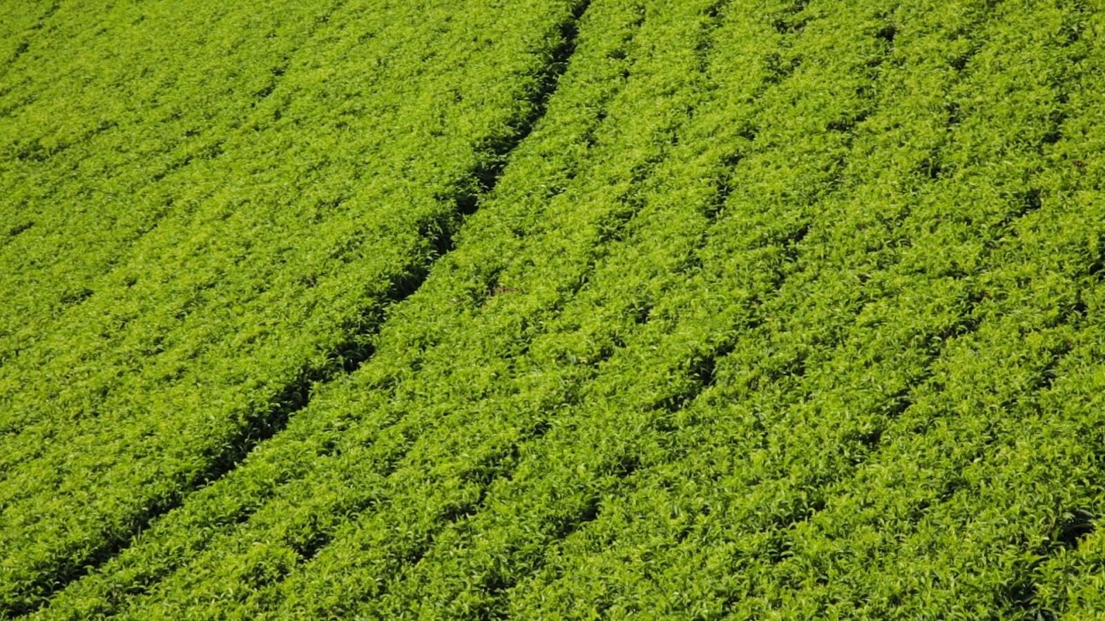 rwanda-tea-4.jpg
