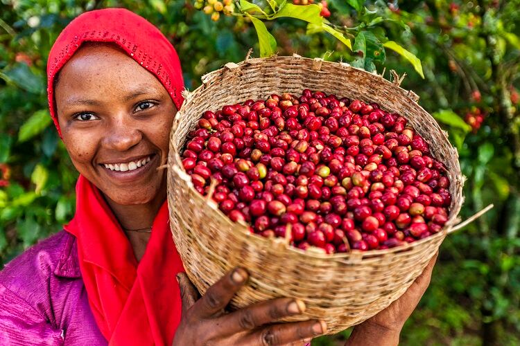 Upcycling-coffee-cherries-for-food-Every-major-chocolate-company-is-looking-at-this.jpg
