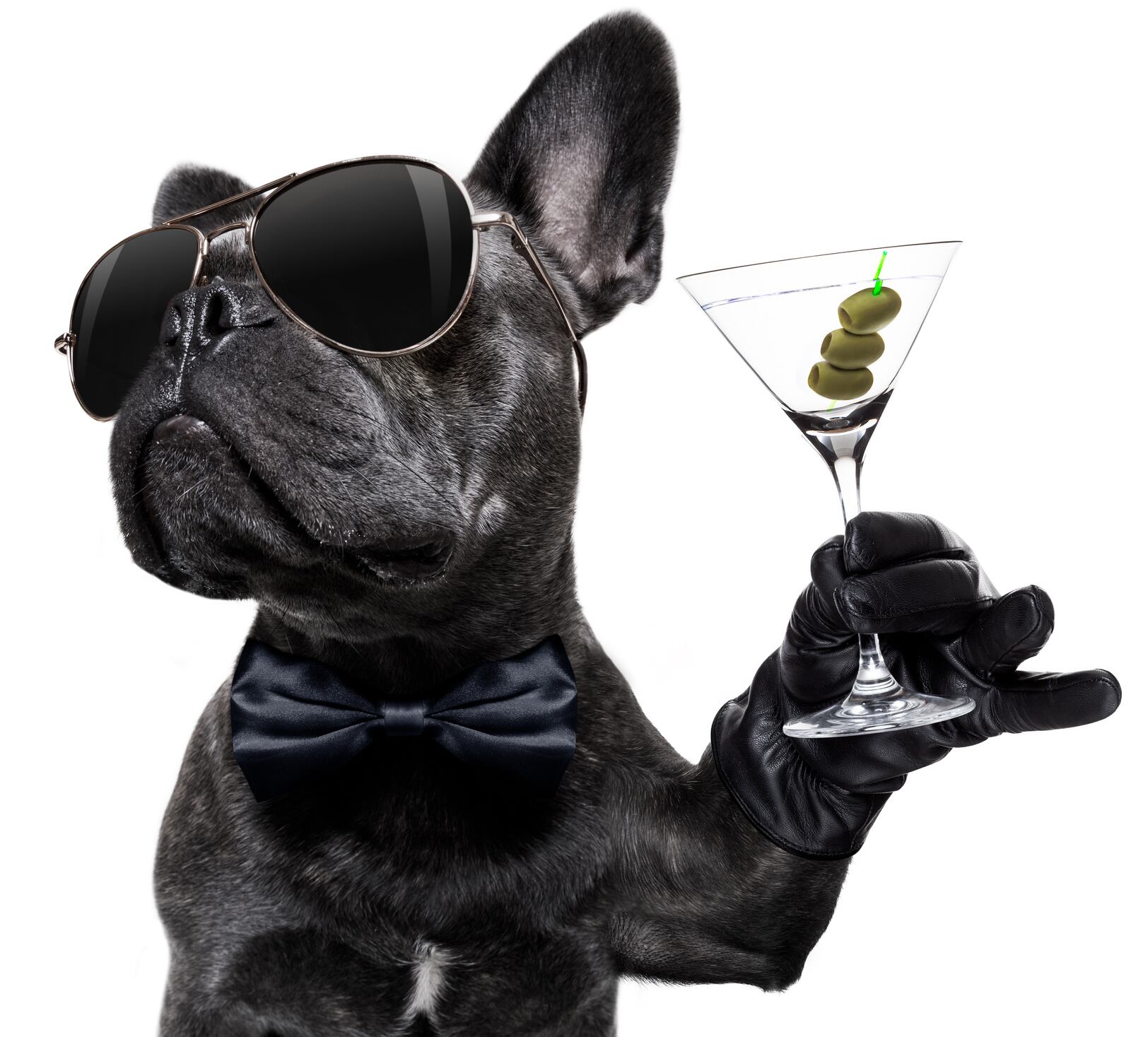 premium-bulldog-damedeeso.jpg