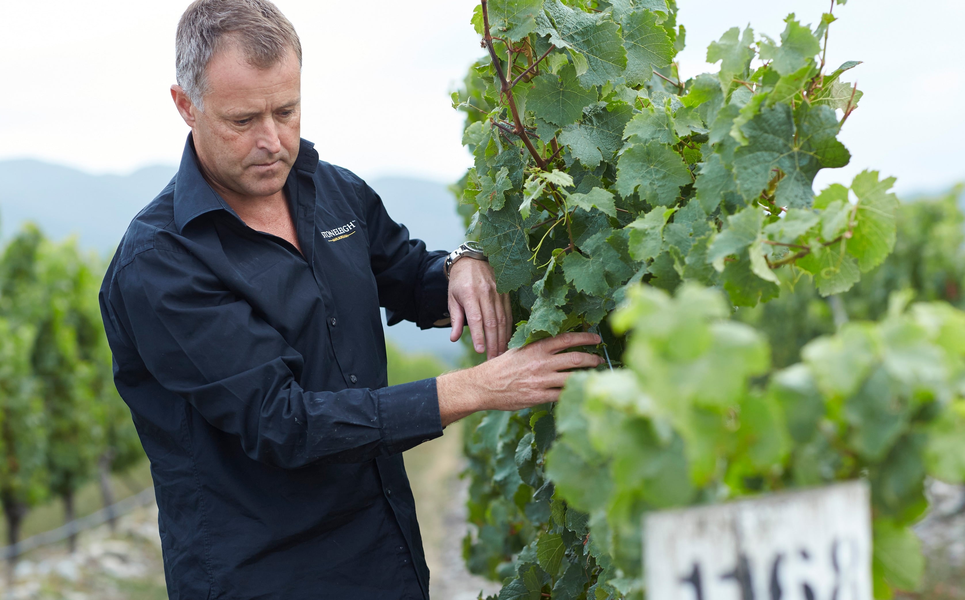 Jamie-Marfell-inspects-the-vines-ahead-of-harvest-at-Stoneleigh-Vineyard-P.jpg