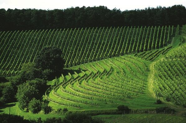 slovenia-vineyard-1.jpg