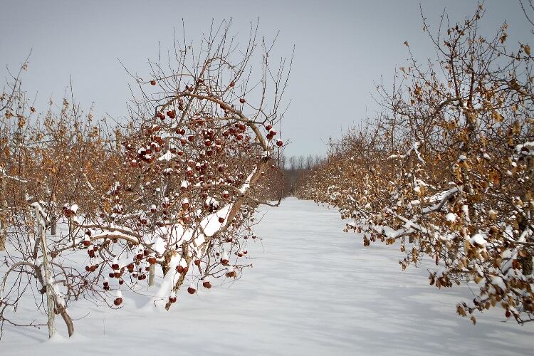 30-years-of-Canadian-ice-cider-draws-international-attention.jpg