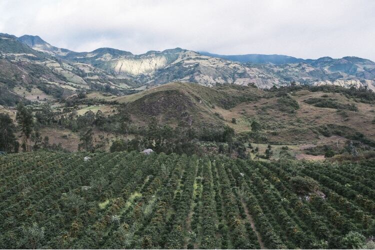 Economic sustainability in coffee trade trumps all else for Intelligentsia
