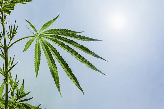 Hemp Beverage Association: New general counsel