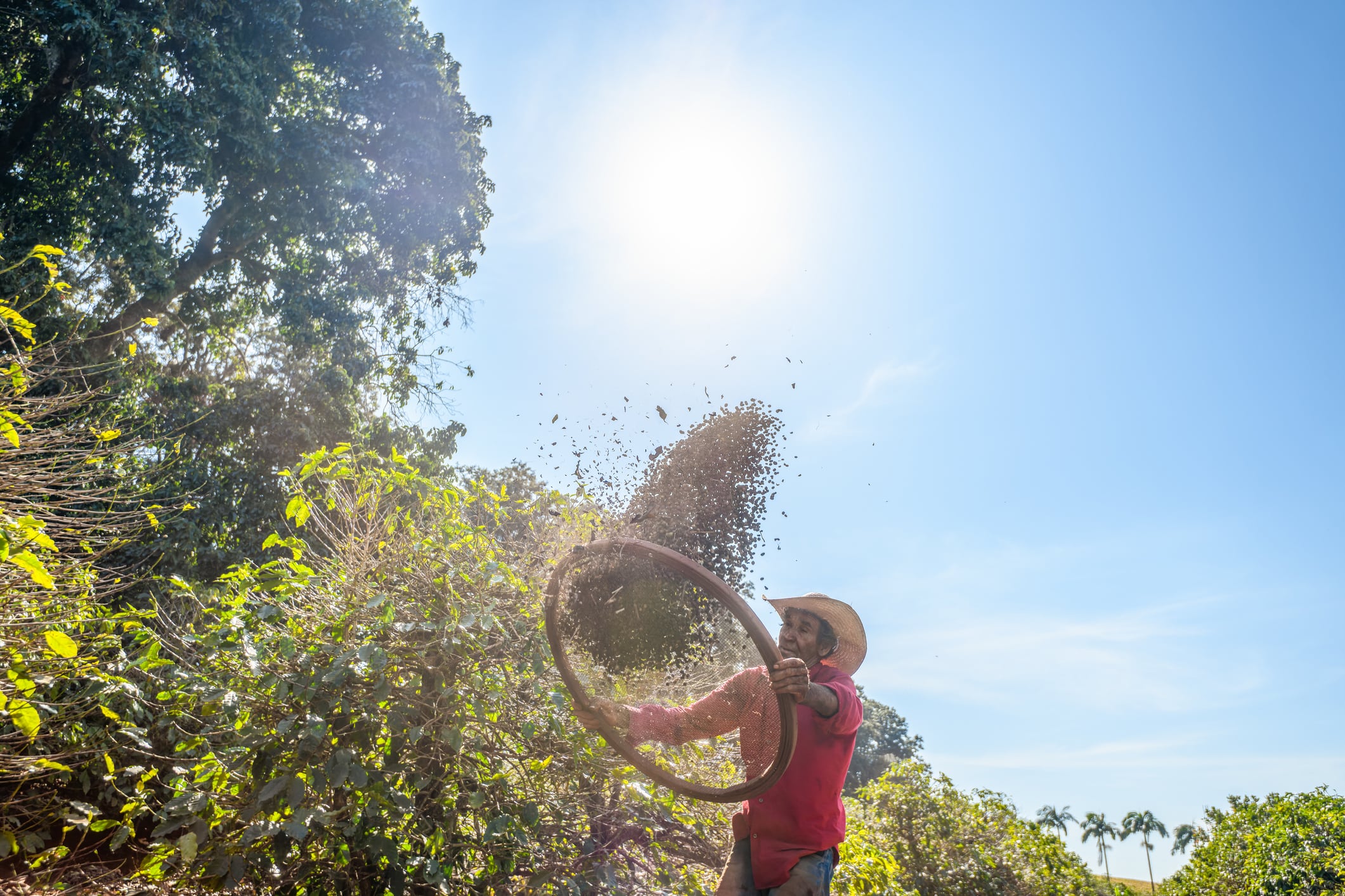 EUDR: 5 key traceability challenges for coffee 