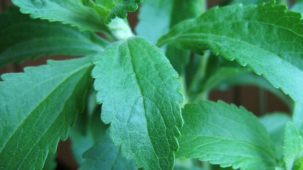 Stevia-from-fermentation-will-be-available-next-year-says-Evolva_strict_xxl.jpg