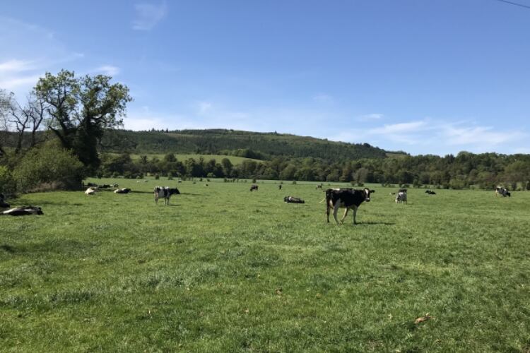 DSM announces 2021 results