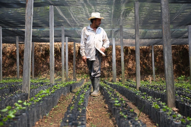 “There’s a crisis”: Starbucks invests $20m in Central American coffee farmers