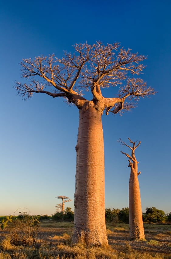 baobab-istock-pierivb.jpg