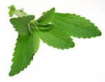Stevia-leaf.jpg