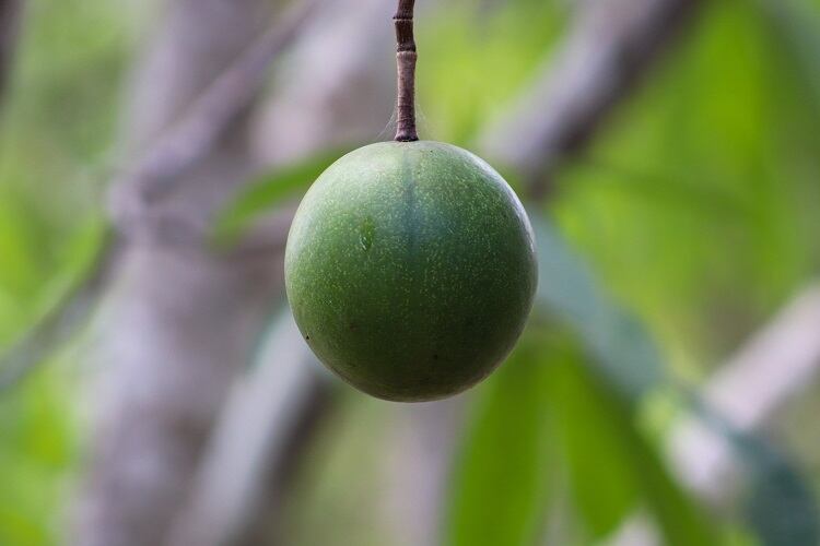 monk-fruit-David-bm.jpg