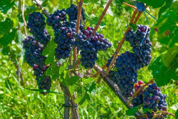 Organic-natural-biodynamic-What-next-for-wine.jpg