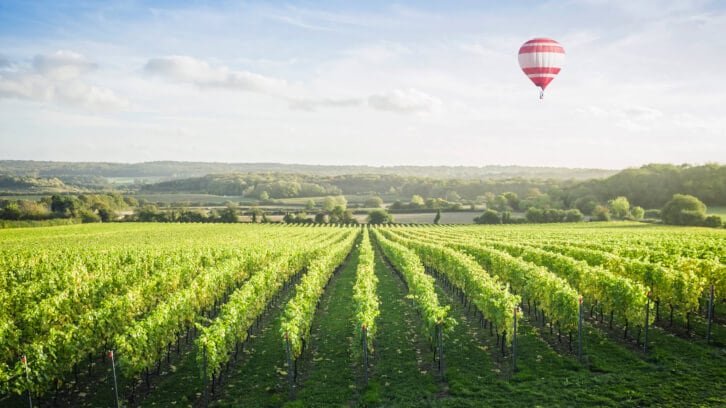 ‘These are truly exciting times for English and Welsh wine’: WineGB tracks industry growth