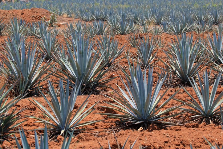agave-jalisco-arturo-pena-romano-medina.jpg