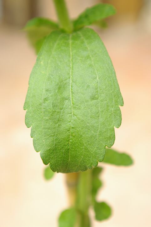 stevia-getty-medinamedina.jpg