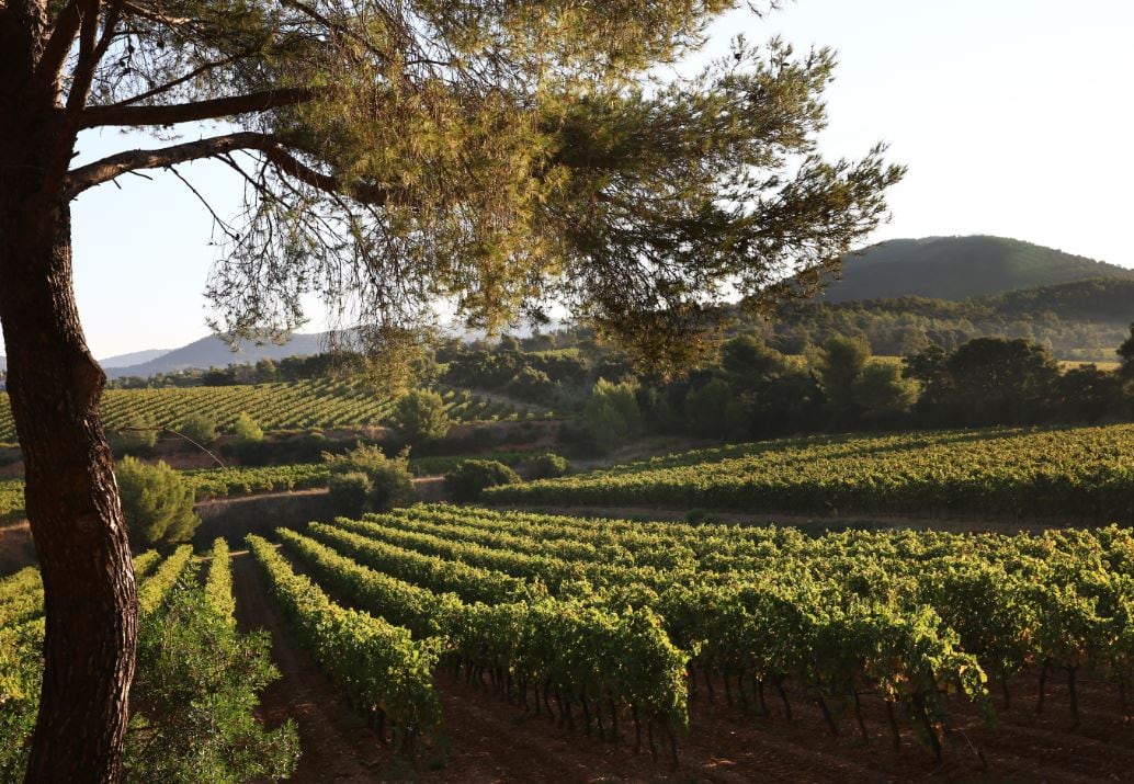 vineyard.jpg