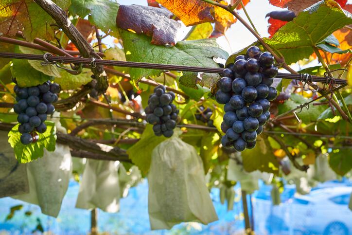 Grape idea: Hokkaido University’s sustainable robots offer respite for wine and pumpkin farmers in Japan
