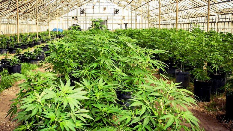 'Riding on a high': TheraCann expected to grow sales of ETCH Biotrace thanks to growing demand for legalised cannabis 