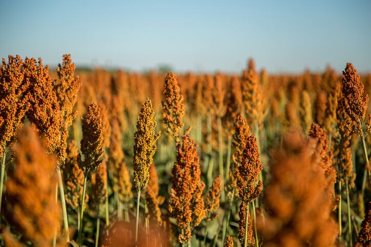 Could sorghum syrup rival beet as Europe's home-grown sugar?